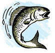   fish out of water