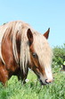Palomino draught horse eating grass