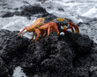 Red Rock Crab Or Sally Lightfoot