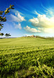 Meadows of Tuscany in Spring Season