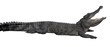 Crocodile with open mouth