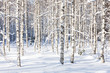 Snowy Birch Trunks Snowy Birch Trunks