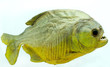 Piranhas side