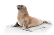 Wild sea lion on beach