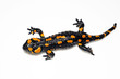 Foto: Feuersalamander_0332 Feuersalamander_0332