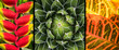 Tropical Plants