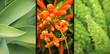 Tropical Plants