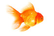 Gold fish. Isolation on the white