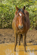 Osterinsel-2937