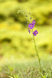 Violette Königskerze (Verbascum phoeniceum)
