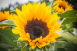 Sonnenblume