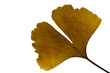 Ginkoblatt im Herbst