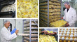 Chicken Farm - Incubator, Eggs and Baby Chicken