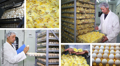 Photo: Chicken Farm - Incubator, Eggs and Baby Chicken Chicken Farm - Incubator, Eggs and Baby Chicken