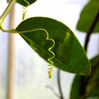 Plant Tendrils