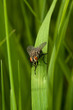 Foto: Fly sitting Fly sitting