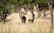 Waterbucks