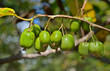 Berries of Far-East 1