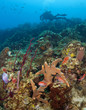 Scuba Diver on a St. Lucia Reef