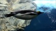 Video: Pinguin Pinguin
