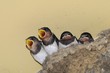 ツバメの雛