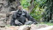 Video: Gorilla Gorilla