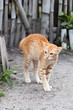 Scared Ginger Tabby Kitten Arching his Back
