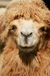 Kamel