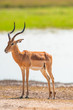 Impala