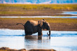 African bush elephant