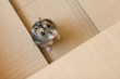 Photo: Russian Hamster Russian Hamster