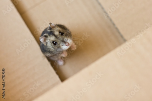 Photo: Russian Hamster Russian Hamster