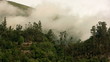 Nebelwald auf Madeira