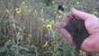 Black Dirt Through Fingers - Mother Earth