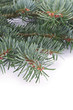 fir branch