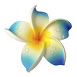 fleur bleue de frangipanier