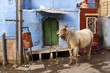 Cow in the blue city, Jodhpur, Rajasthan.