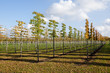 Baumschule im Herbst