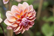 Photo: Pink flowers on the plateau of northern Thailand. Pink flowers on the plateau of northern Thailand.