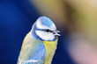 Cinciarella - Cyanistes caeruleus