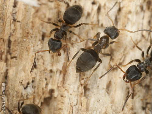 Photo: Brown tree ant, Lasius brunneus (Hymenoptera, Formicidae) Brown tree ant, Lasius brunneus (Hymenoptera, Formicidae)