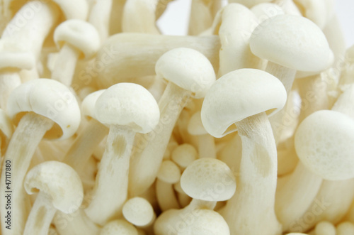 Photo: Shimeji Mushroom Shimeji Mushroom