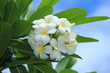 fLEUR DE FRANGIPANIER