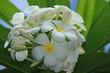 Fleurs de frangipanier