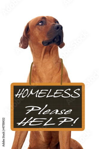 Photo: Hund mit Schild um den Hals Hund mit Schild um den Hals