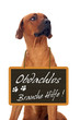 Hund mit Schild um den Hals