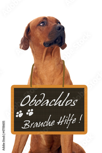 Photo: Hund mit Schild um den Hals Hund mit Schild um den Hals