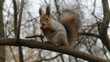 Squirrel eats a nut