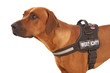 Hund mit Hundegeschirr