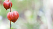 Bokeh nature background - Physalis(Chinese Lantern)